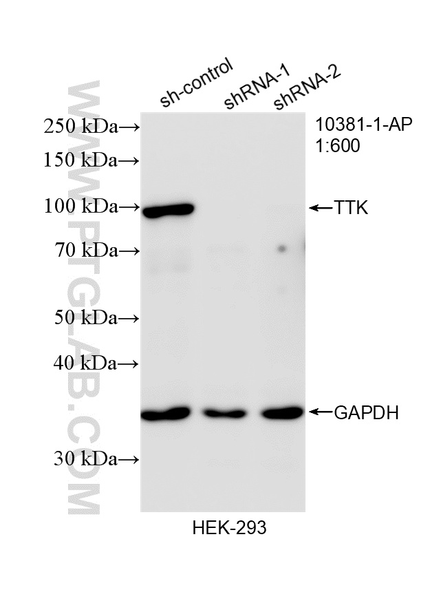 WB analysis of HEK-293 using 10381-1-AP WB analysis of HEK-293 using 10381-1-AP