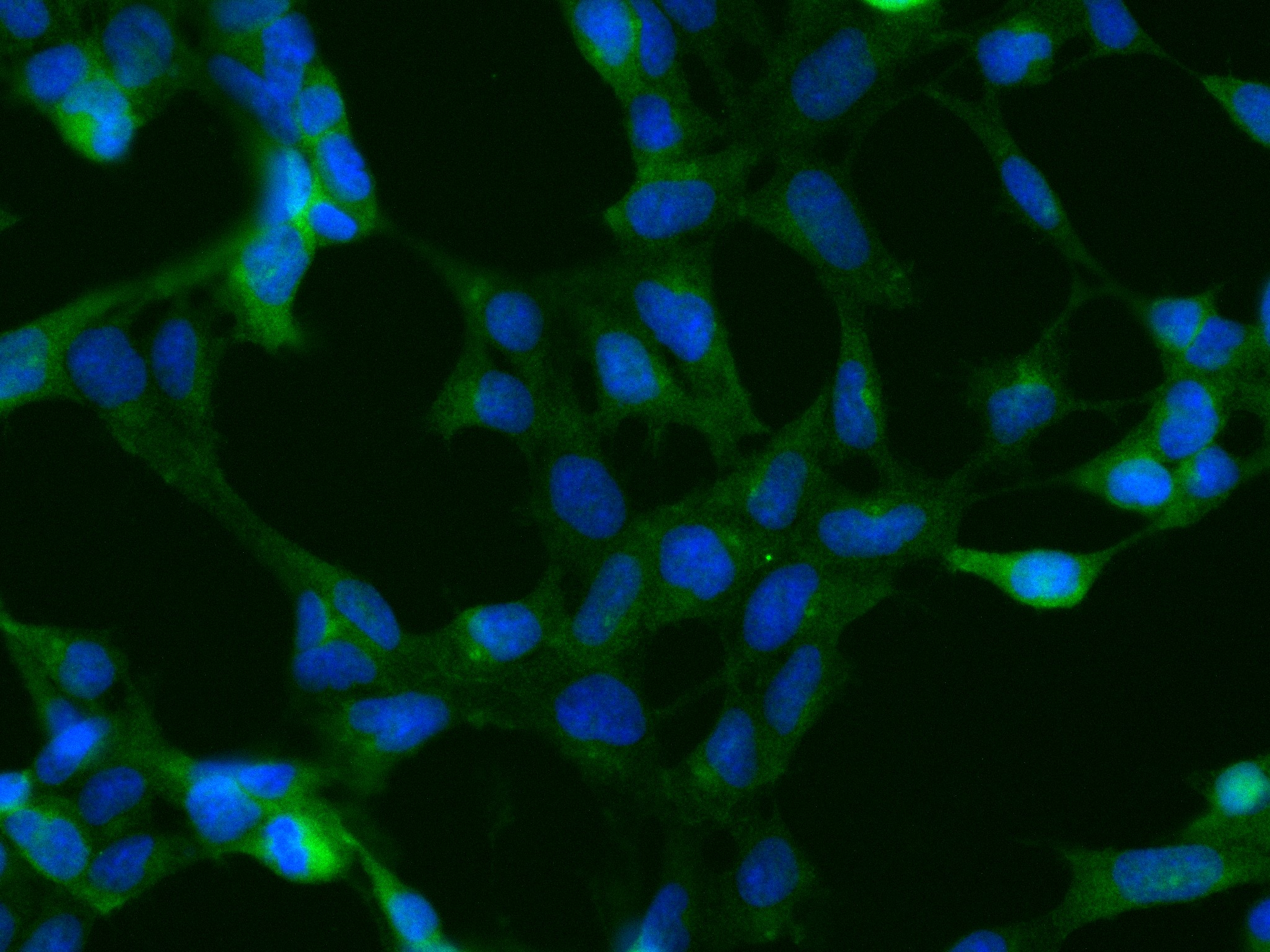 IF Staining of HEK-293 using 84744-1-RR