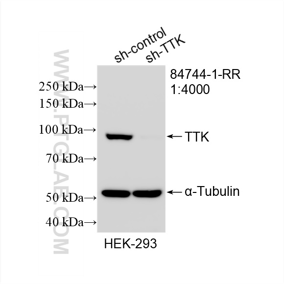 WB analysis of HEK-293 using 84744-1-RR (same clone as 84744-1-PBS)