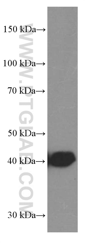 WB analysis of rat brain using 66076-1-Ig