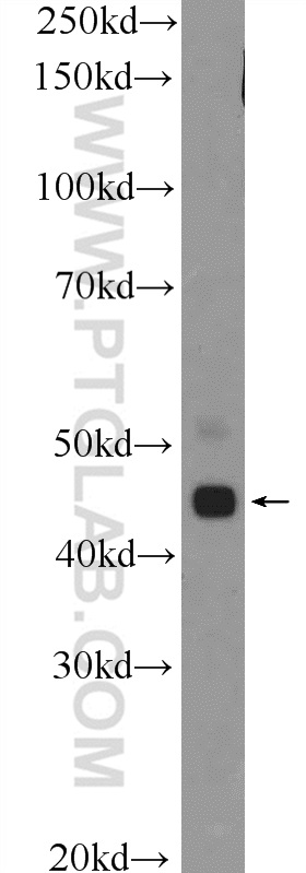 WB analysis of mouse testis using 26014-1-AP