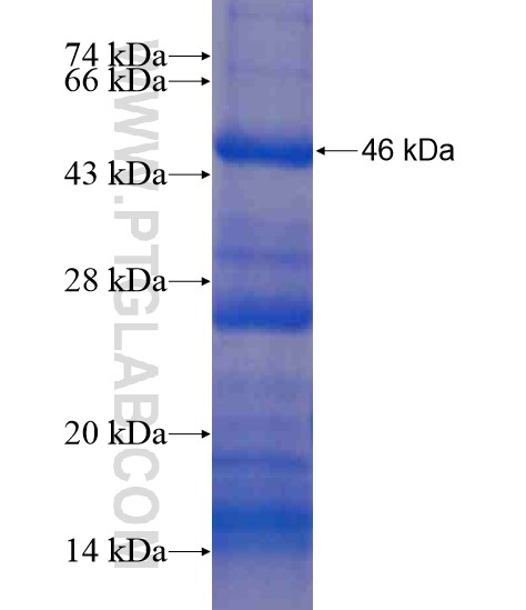 TTLL2 fusion protein Ag21143 SDS-PAGE