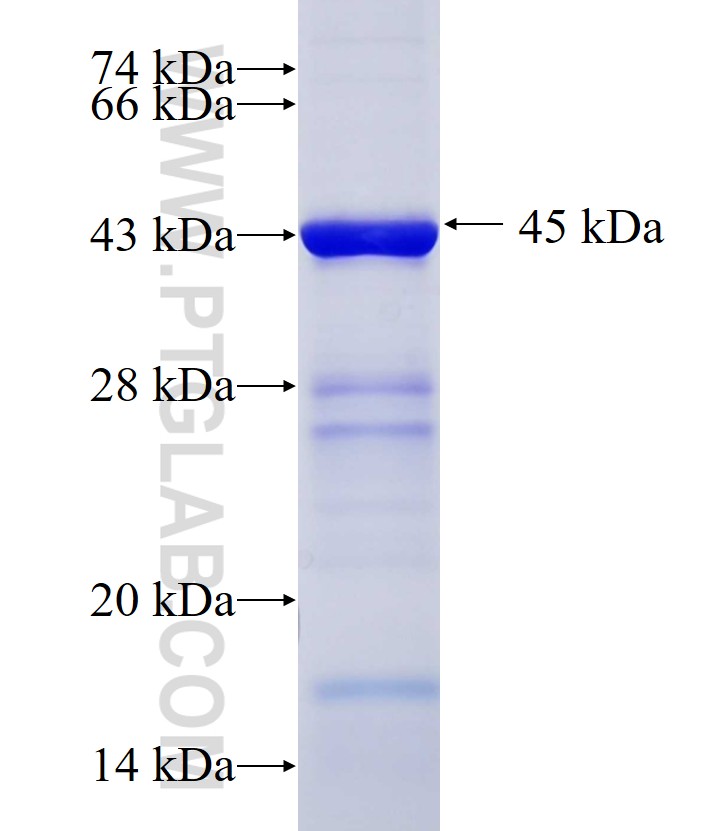 TTLL4 fusion protein Ag10615 SDS-PAGE TTLL4 fusion protein Ag10615 SDS-PAGE