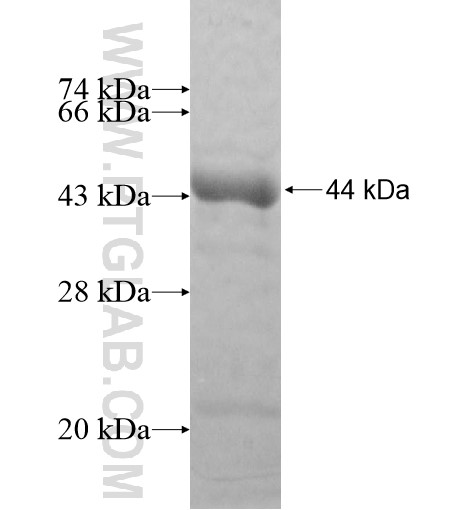 TTLL6 fusion protein Ag11157 SDS-PAGE