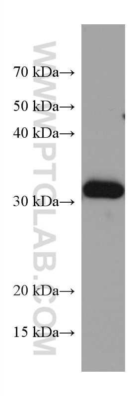 WB analysis of rat liver using 67431-1-Ig