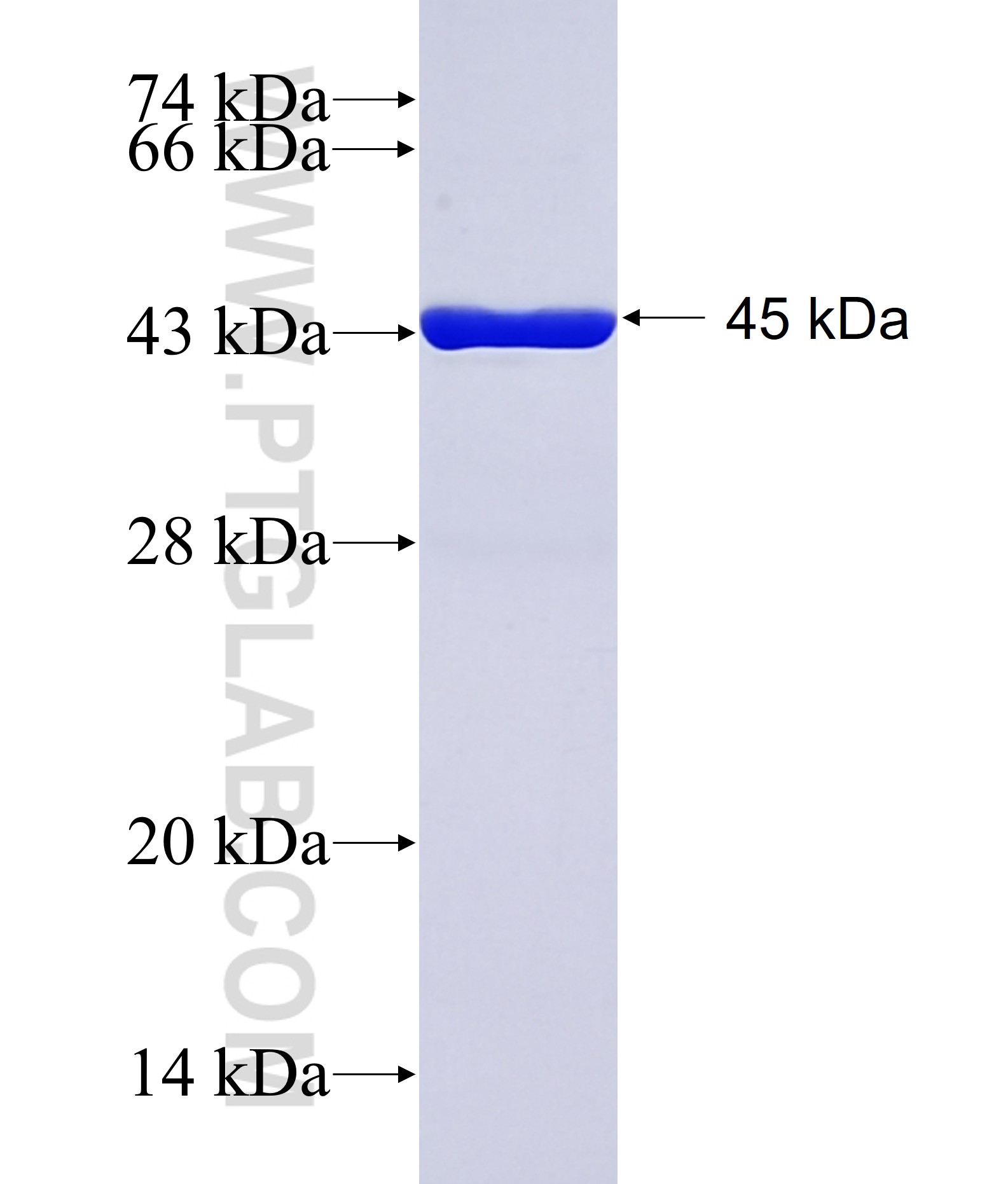 TTPAL fusion protein Ag42378 SDS-PAGE
