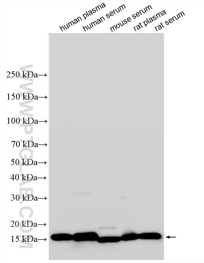WB analysis using 11891-1-AP