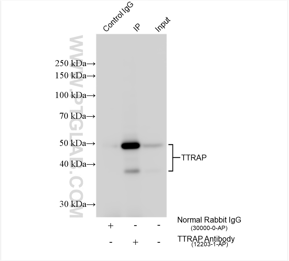 IP experiment of HepG2 using 12203-1-AP