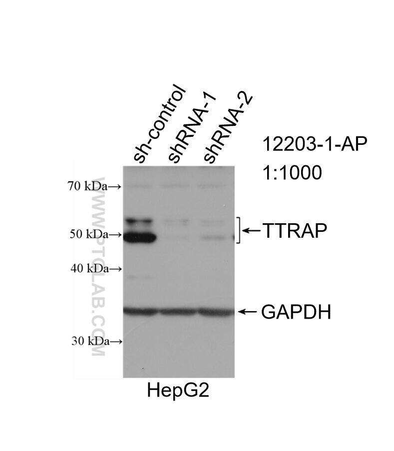 WB analysis of HepG2 using 12203-1-AP