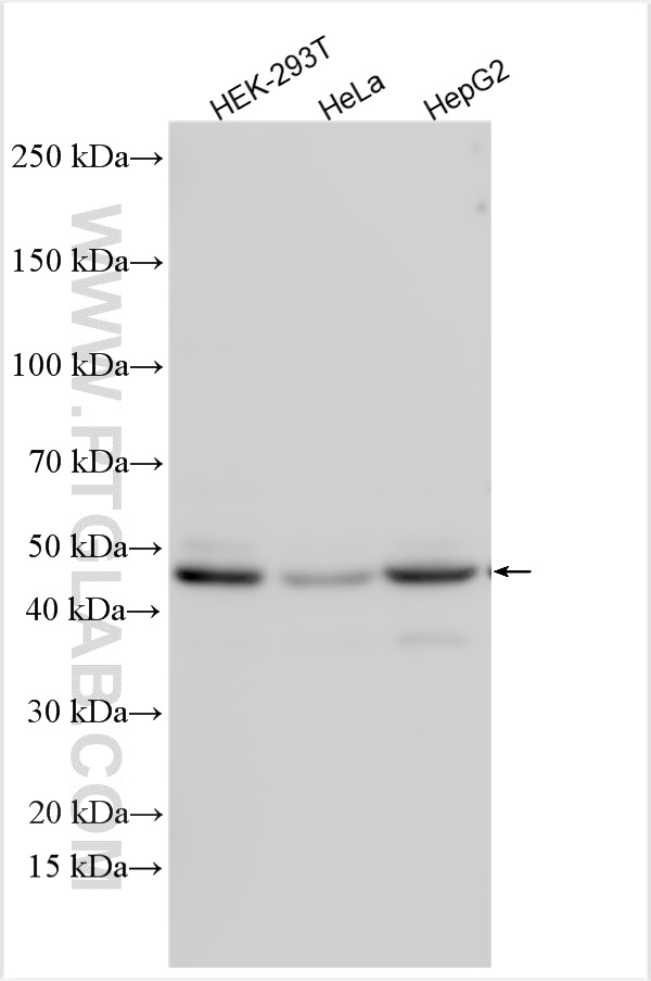 WB analysis using 12203-1-AP