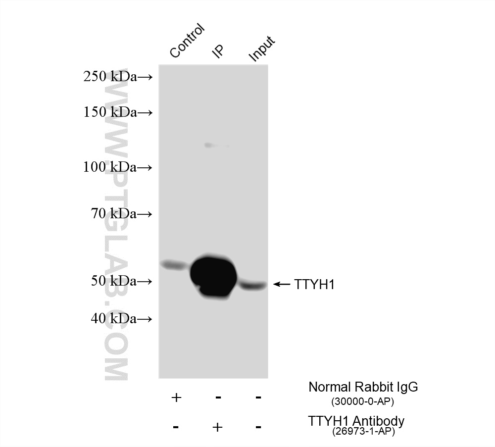 IP experiment of pig brain using 26973-1-AP