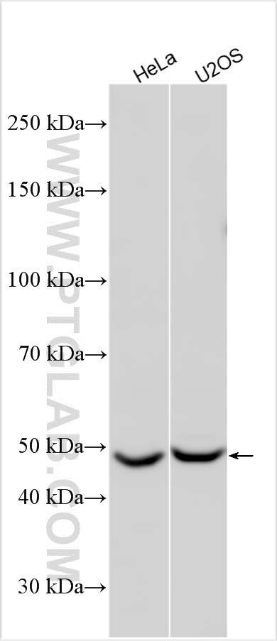 WB analysis using 24707-1-AP