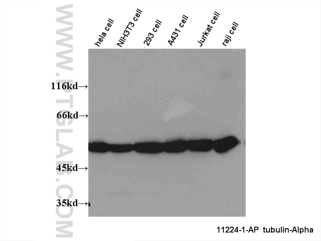 Alpha Tubulin Polyclonal antibody