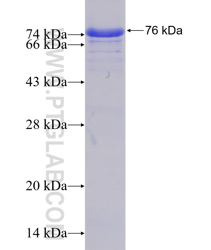 Tubulin-Alpha fusion protein Ag1727 SDS-PAGE