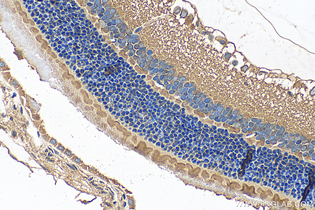 IHC staining of rat eye using 16007-1-AP