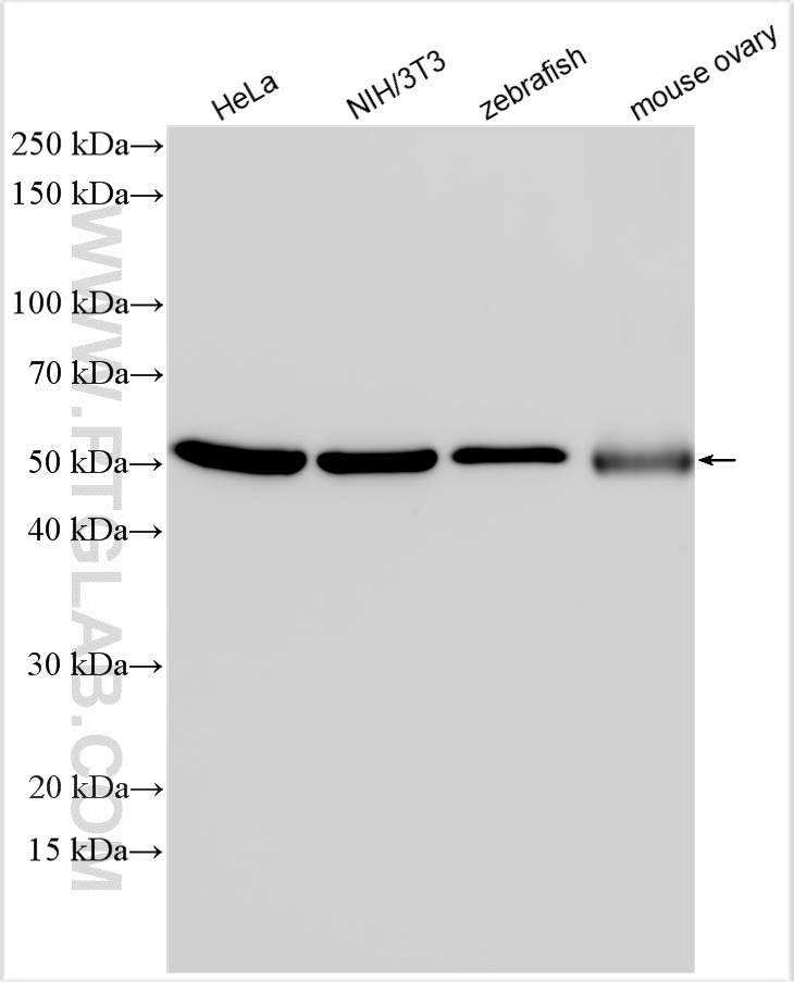 WB analysis using 16007-1-AP