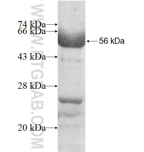 tubulin-Alpha fusion protein Ag8317 SDS-PAGE