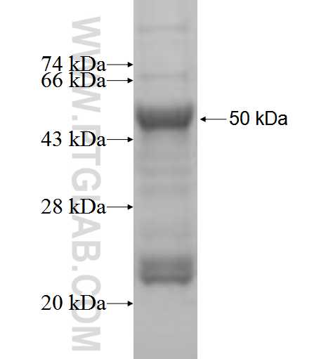 tubulin-beta fusion protein Ag5860 SDS-PAGE