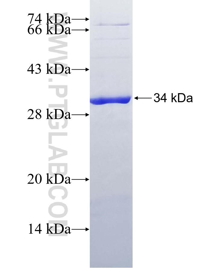 tubulin-beta fusion protein Ag6078 SDS-PAGE