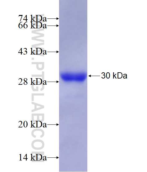 Tubulin-beta fusion protein Ag16686 SDS-PAGE