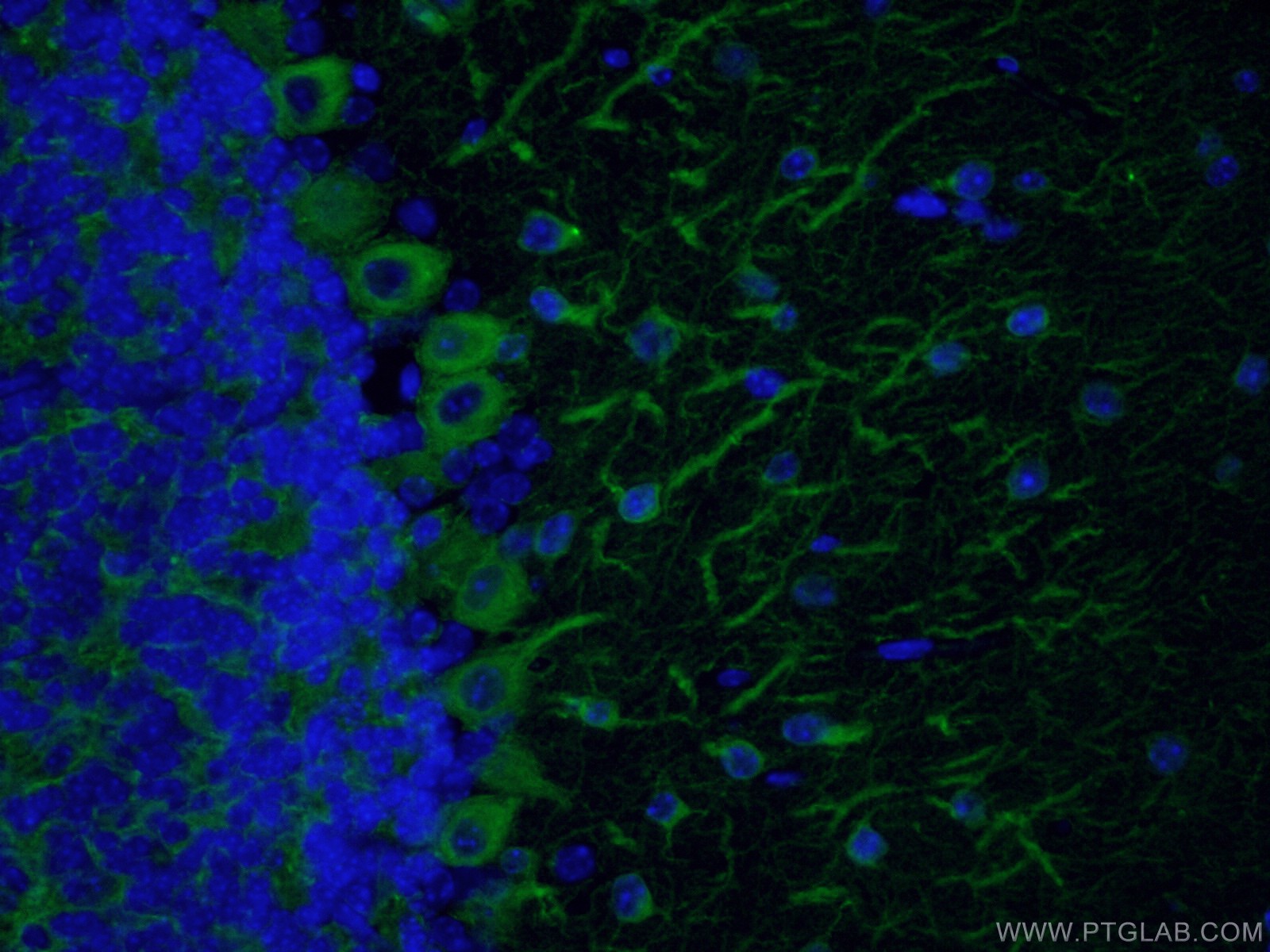 IF Staining of mouse brain using CL488-66375