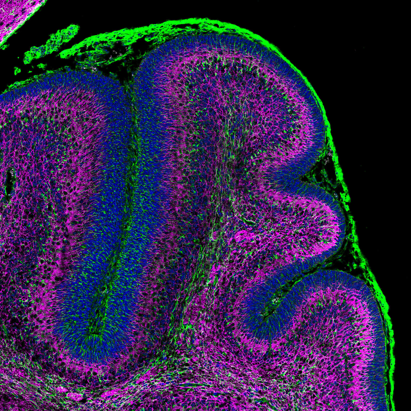 IF Staining of mouse cerebellum using CL488-66375