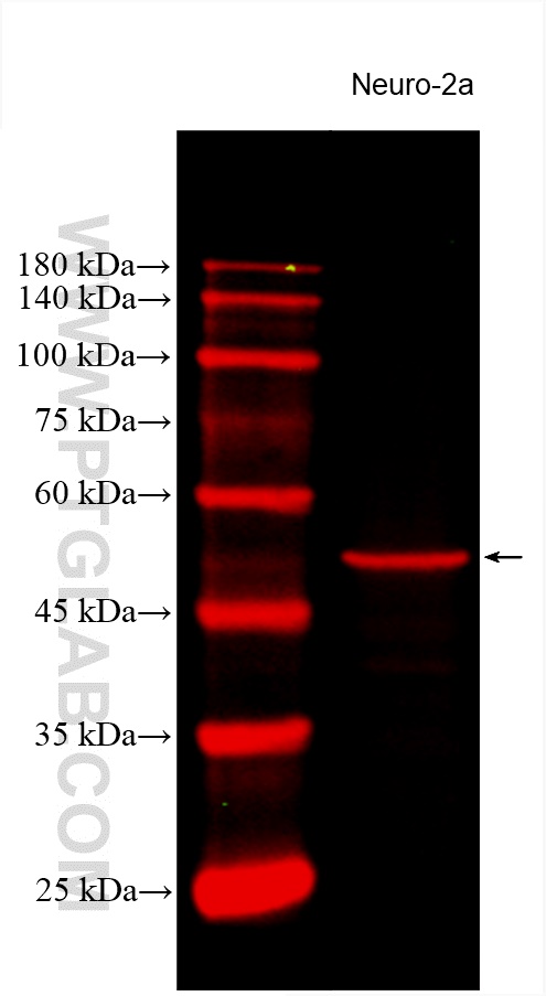 TUBB3-specific/TUJ1