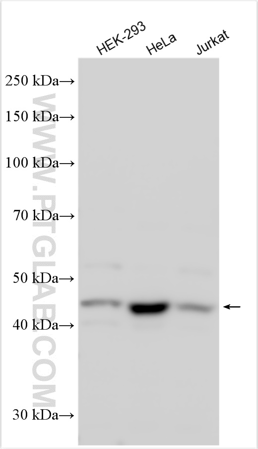 WB analysis using 27433-1-AP