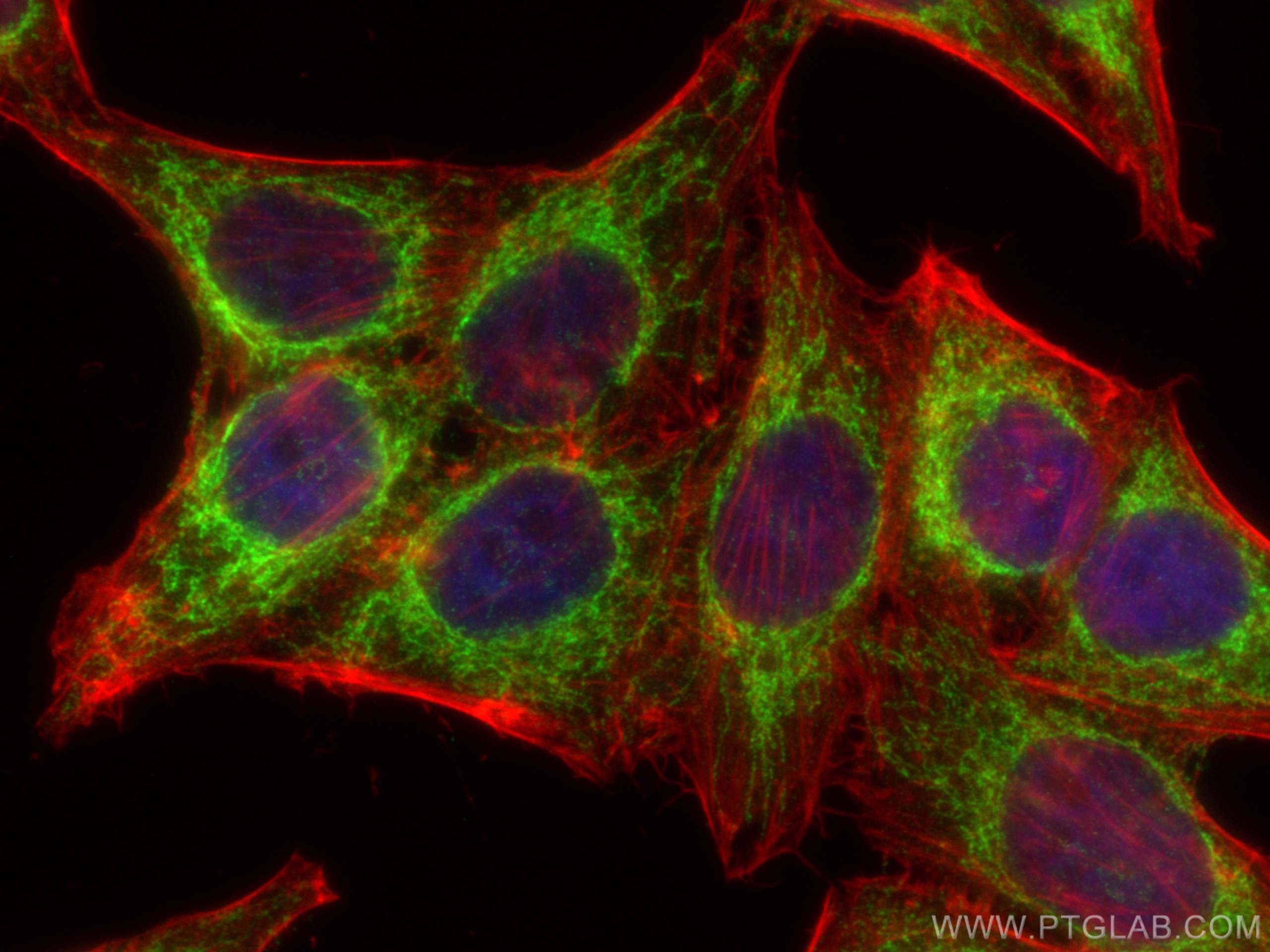 IF Staining of HepG2 using 26730-1-AP