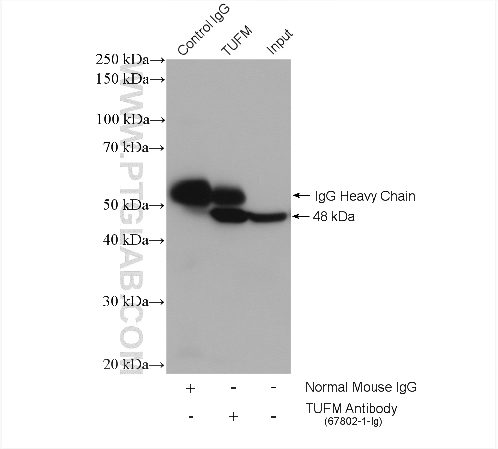 IP experiment of HepG2 using 67802-1-Ig