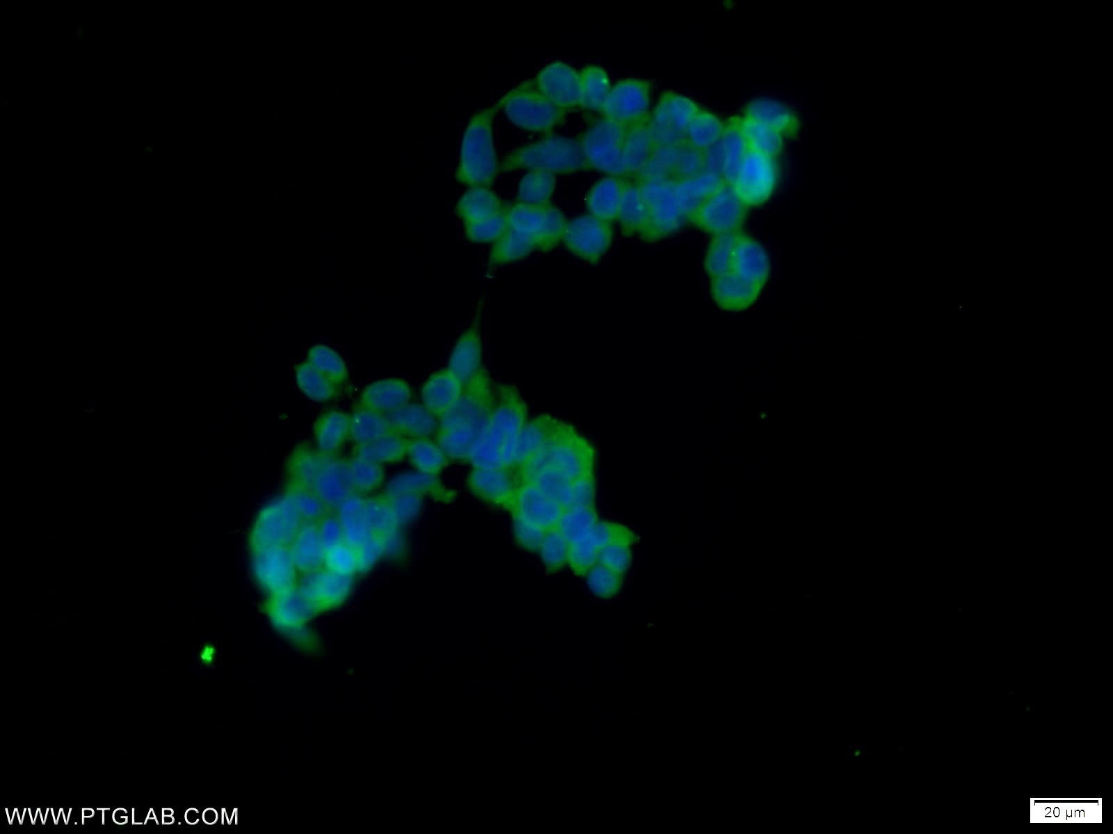 IF Staining of HEK-293 using 23385-1-AP