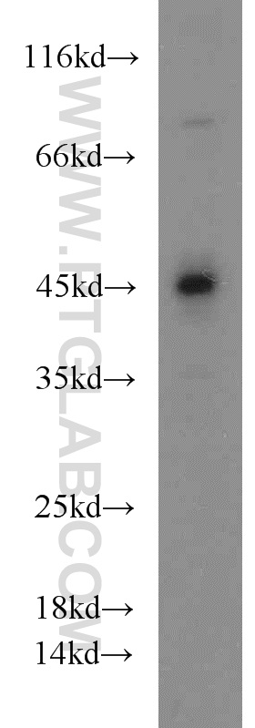 WB analysis of HEK-293 using 23385-1-AP