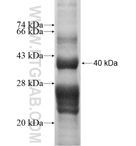 TUG1 fusion protein Ag13283 SDS-PAGE