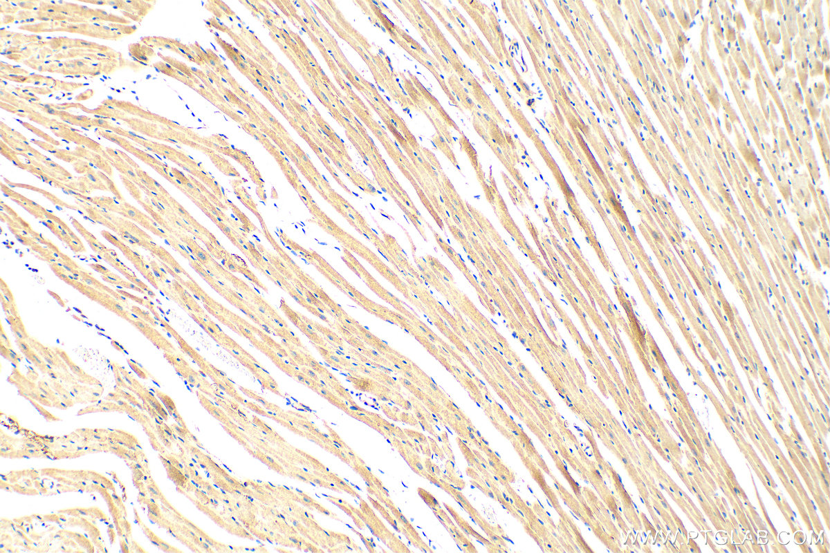 IHC staining of mouse heart using 19836-1-AP
