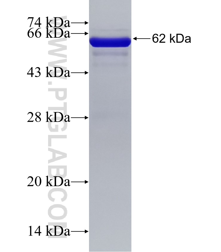 TWF1 fusion protein Ag33032 SDS-PAGE