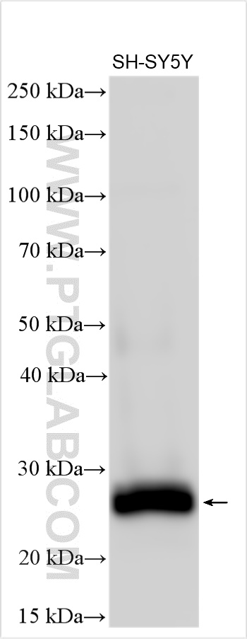 WB analysis of SH-SY5Y using 25465-1-AP