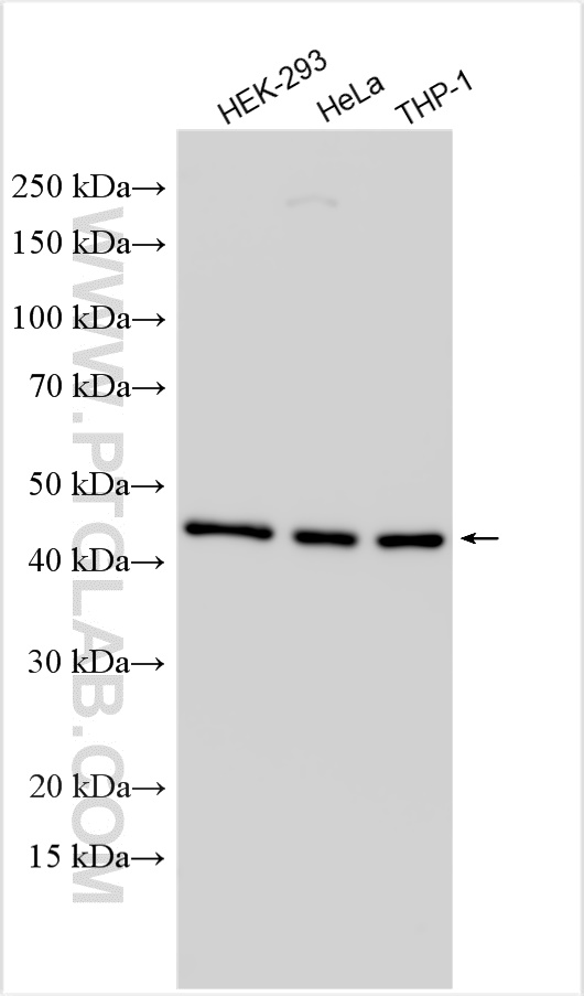 WB analysis using 22784-1-AP