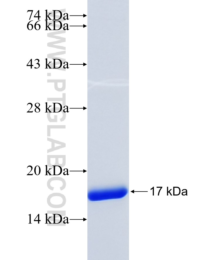 TXN fusion protein Ag6355 SDS-PAGE