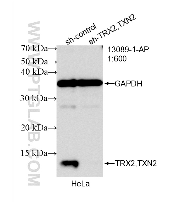 WB analysis of HeLa using 13089-1-AP WB analysis of HeLa using 13089-1-AP
