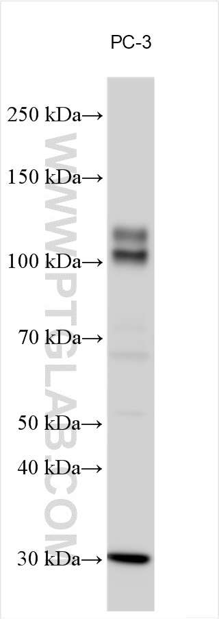 WB analysis using 25687-1-AP