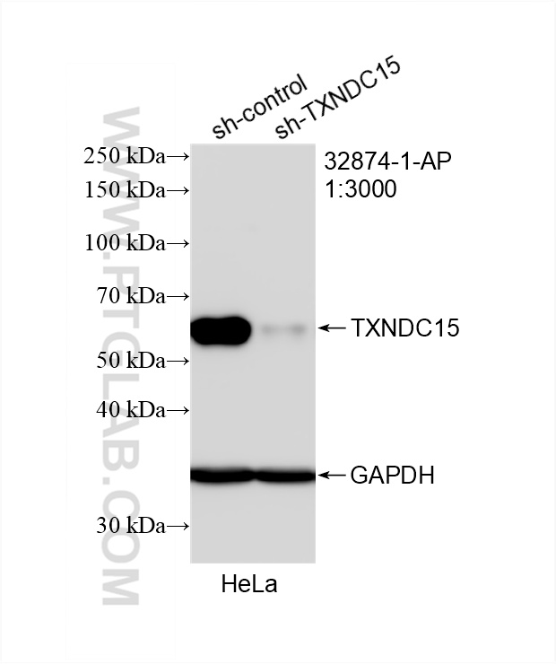 WB analysis of HeLa using 32874-1-AP