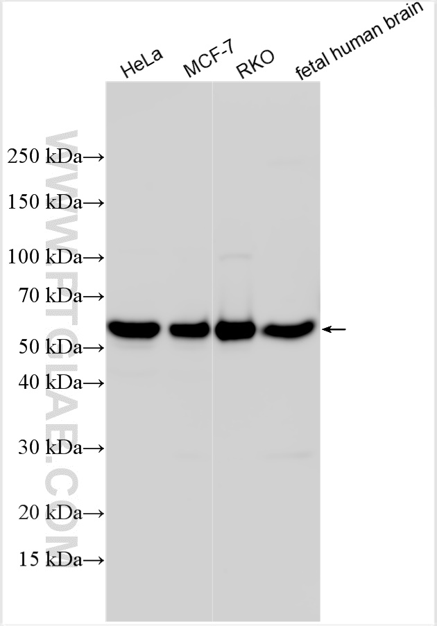 WB analysis using 32874-1-AP