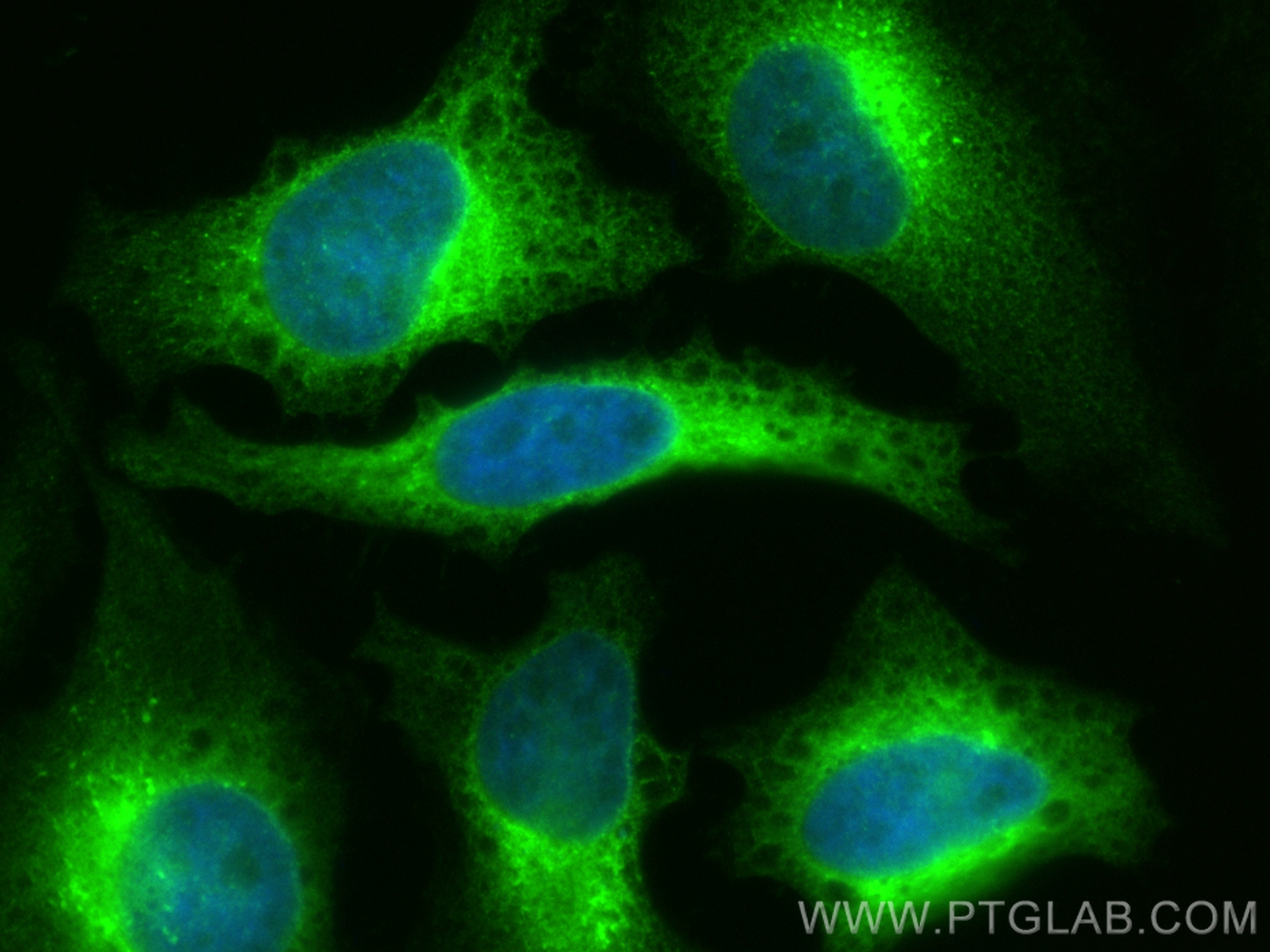 IF Staining of HeLa using CL488-19834