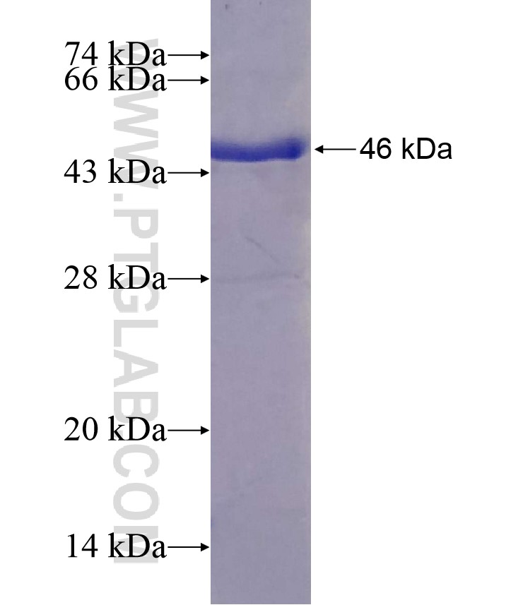 TXNDC5 fusion protein Ag13965 SDS-PAGE