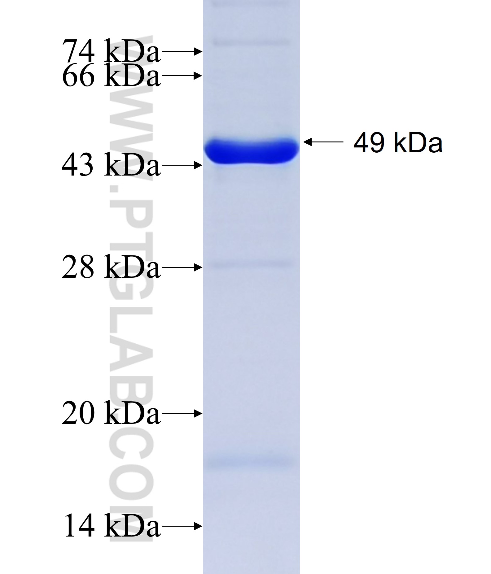 TXNDC5 fusion protein Ag13965 SDS-PAGE