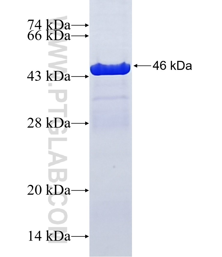 TXNDC6 fusion protein Ag15719 SDS-PAGE