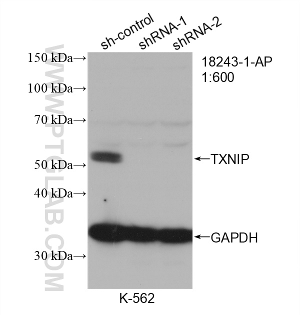 WB analysis of K-562 using 18243-1-AP