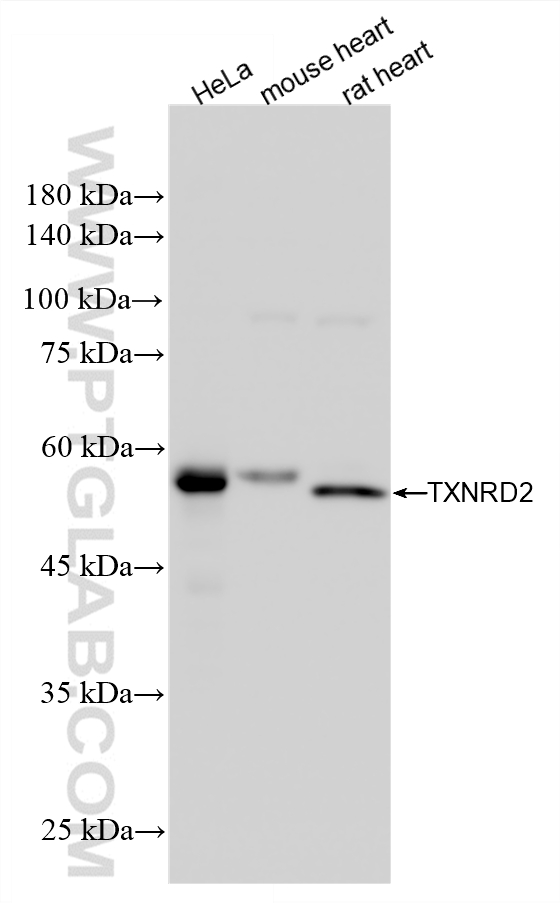 WB analysis using 85424-1-RR