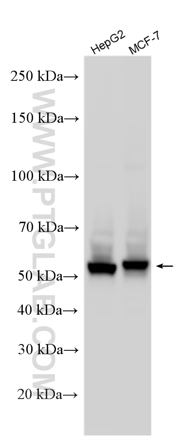 WB analysis of HepG2 using RMX00099