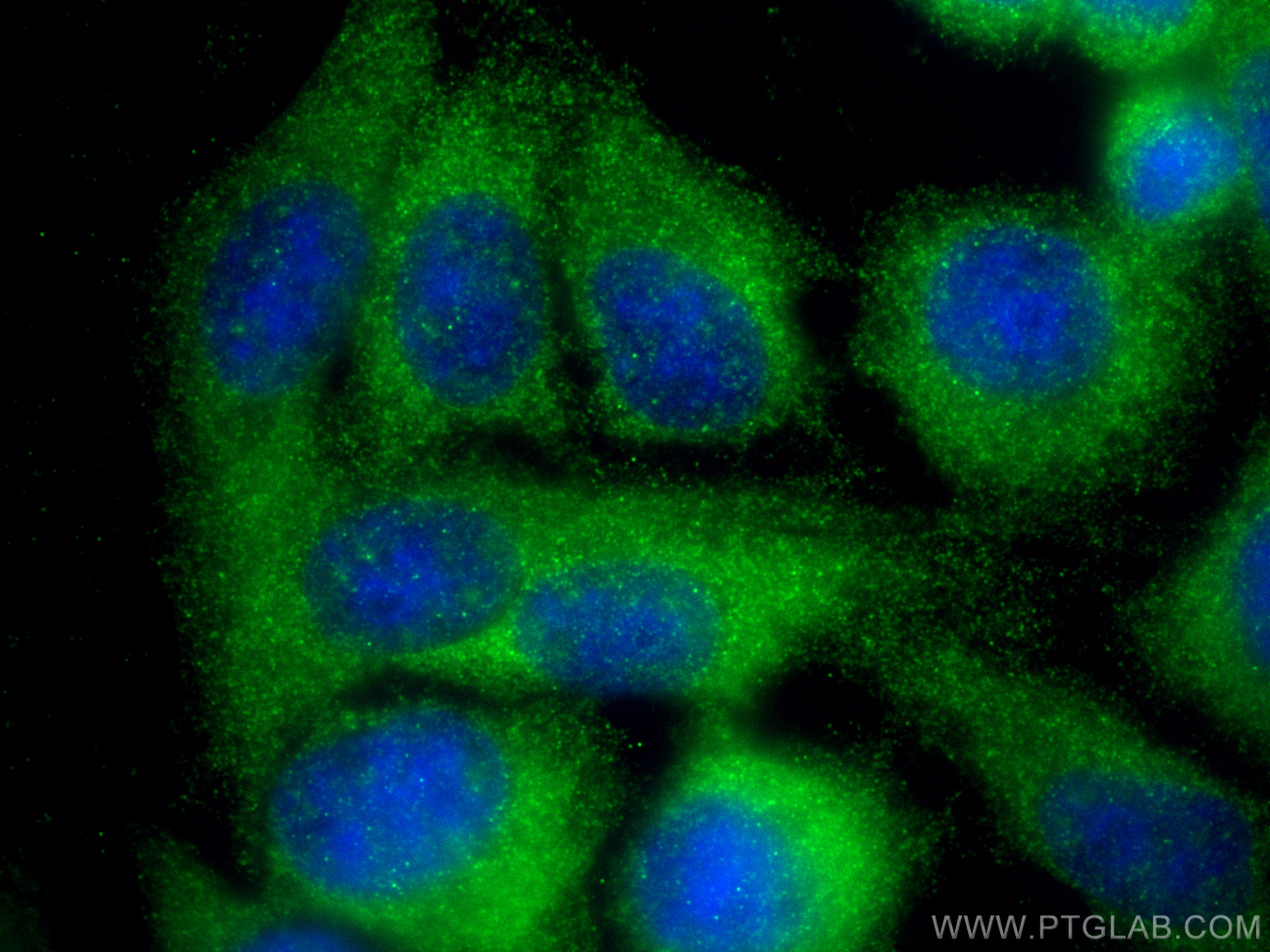 IF Staining of HepG2 using 83161-5-RR (same clone as 83161-5-PBS)